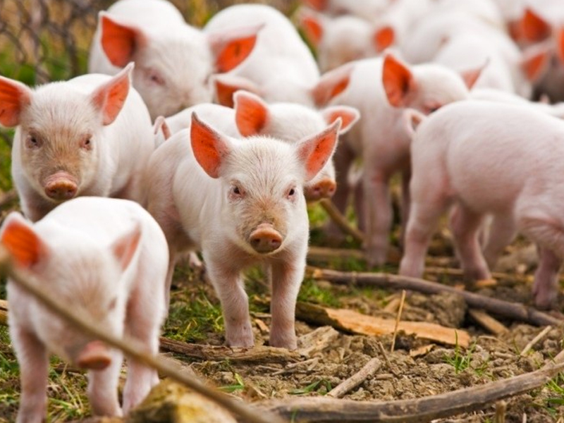 piglets_4