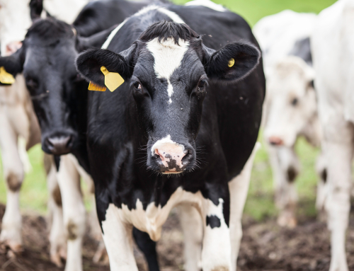 Biosprint® improves milk production. Trial Design