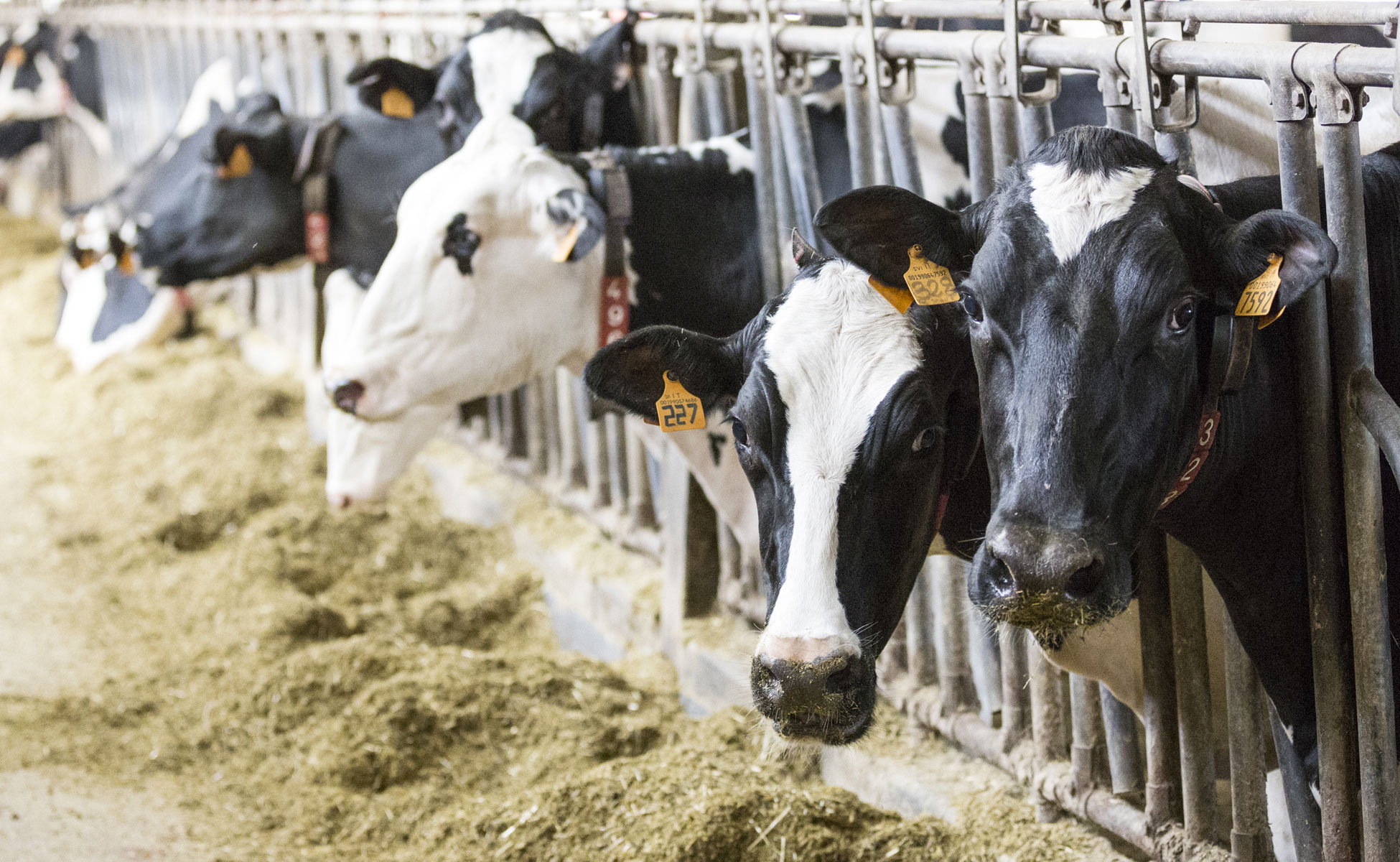 animal_nutrition_1950x1200