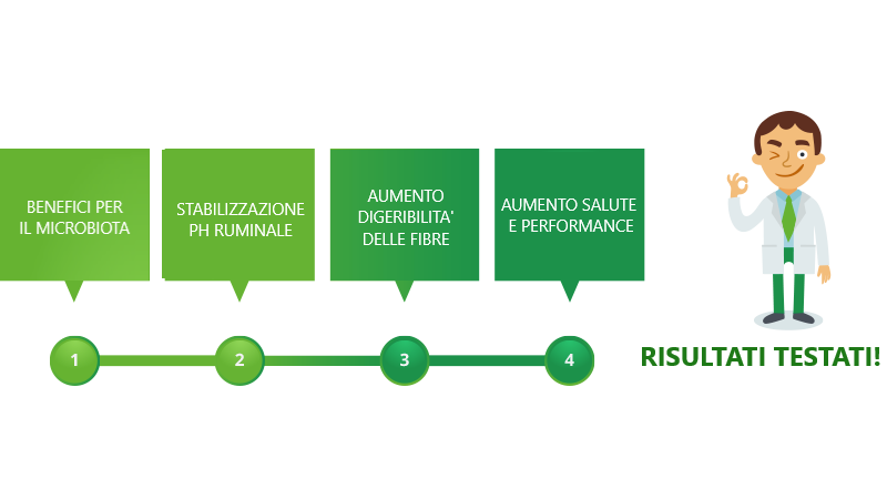 meccanismo-di-azione-ruminanti Biosprint lievito vivo per ruminanti