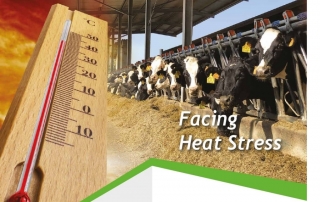 heat stress in dairy cows