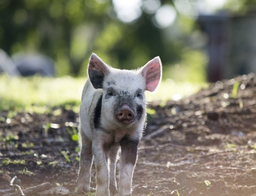 Biosprint Live yeast receives EU authorizations renewals for sows and weaned piglets