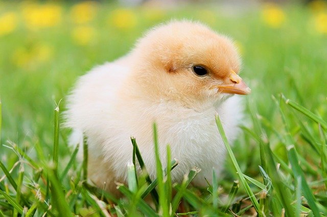 bird-349035_640 (1)