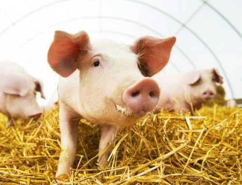Effect of Live Yeast Supplementation in Gestating and Lactating Primiparous Sows: the study performed with Biosprint