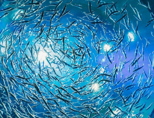 Boosting Productivity in Aquaculture with Nucleotide-Enriched Diets