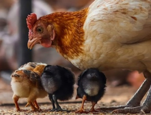 Nucleotide Supplementation: A Crucial Defence Against Necrotic Enteritis and Coccidiosis